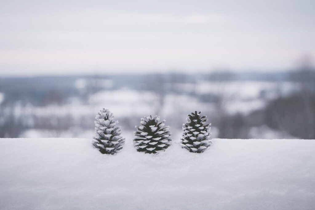 Three snow-covered pinecones resting on a white blanket