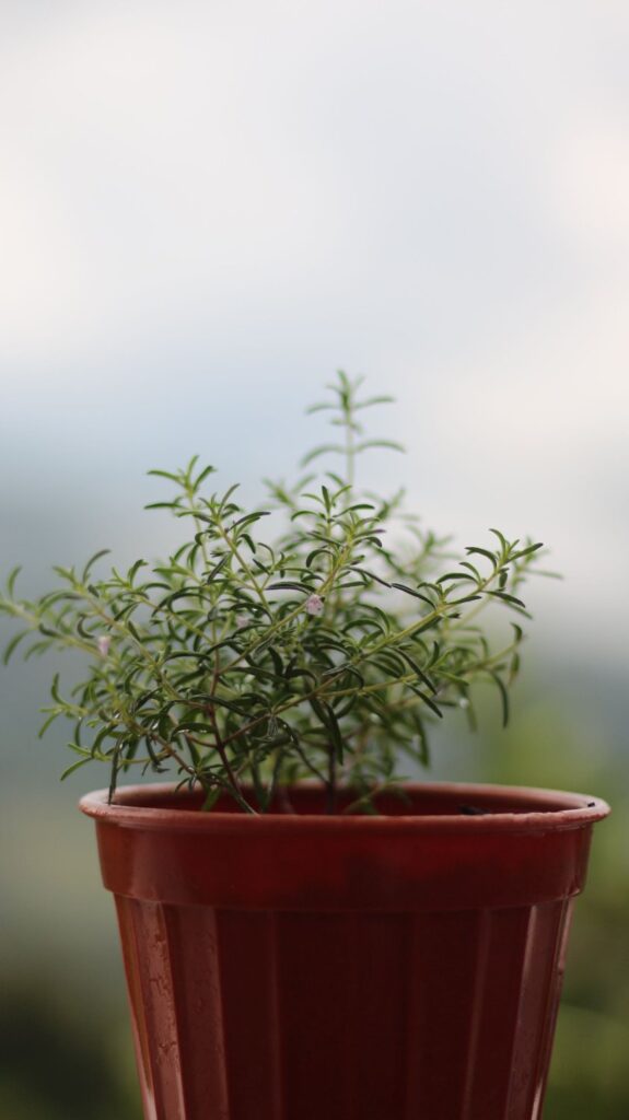 Rosemary plant growing in a terracotta pot